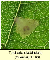 Tischeria ekebladella (larva)