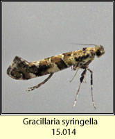 Gracillaria syringella (Caloptilia syringella)