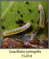 Caloptilia syringella (larva)