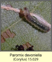 Parornix devoniella (larva)
