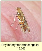 Phyllonorycter maestingella 