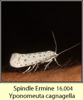 Spindle Ermine, Yponomeuta cagnagella