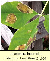 Laburnum Leaf Miner, Leucoptera laburnella (leaf mine)