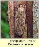 Parsnip Moth, Depressaria heraclei
