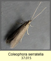 Coleophora serratella