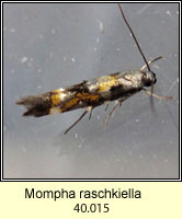 Mompha raschkiella