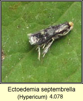 Ectoedemia septembrella