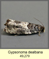 Epiblema cirsiana Gypsonoma
<a href=
