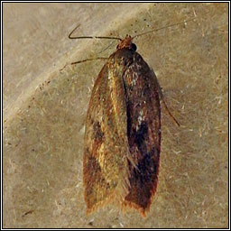 Acleris hyemana