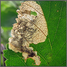 Eriocrania salopiella