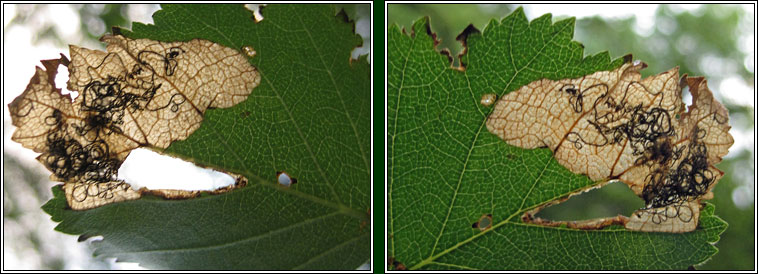 Eriocrania salopiella