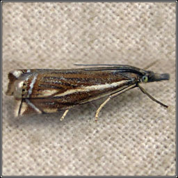 Crambus lathoniellus