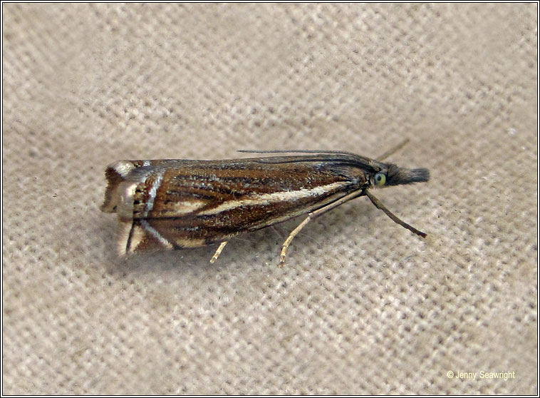 Crambus lathoniellus