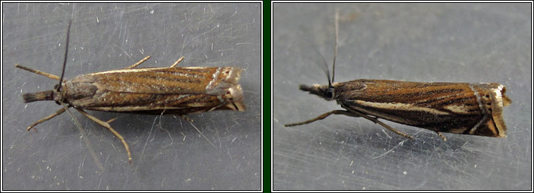 Crambus lathoniellus