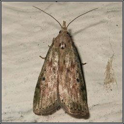 Bee Moth, Aphomia sociella