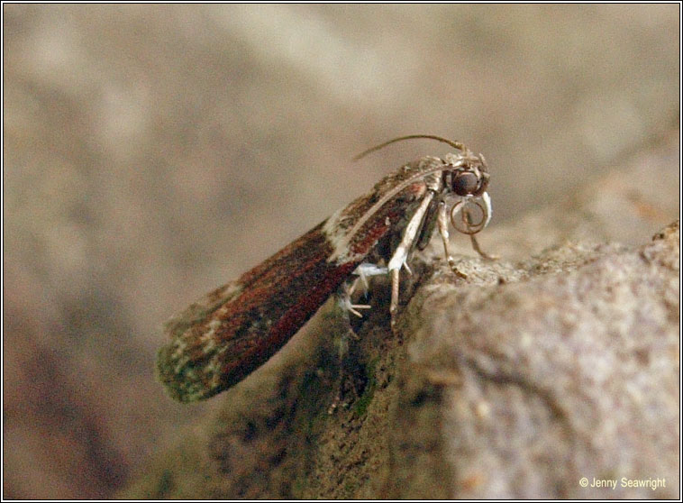 Cryptoblabes bistriga