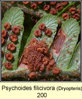 Psychoides filicivora (leaf mine)