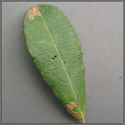 Stigmella salicis