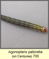 Agonopterix pallorella
