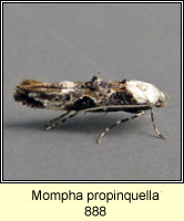 Mompha propinquella