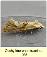Cochylimorpha straminea