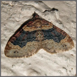 Dark-barred Twin-spot Carpet