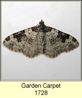 Garden Carpet, Xanthorhoe fluctuata