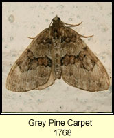 Grey Pine Carpet, Thera obeliscata