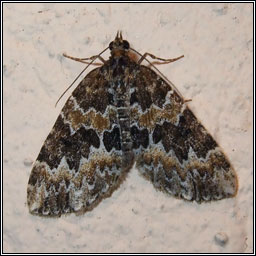 Broken-barred Carpet, Electrophaes corylata