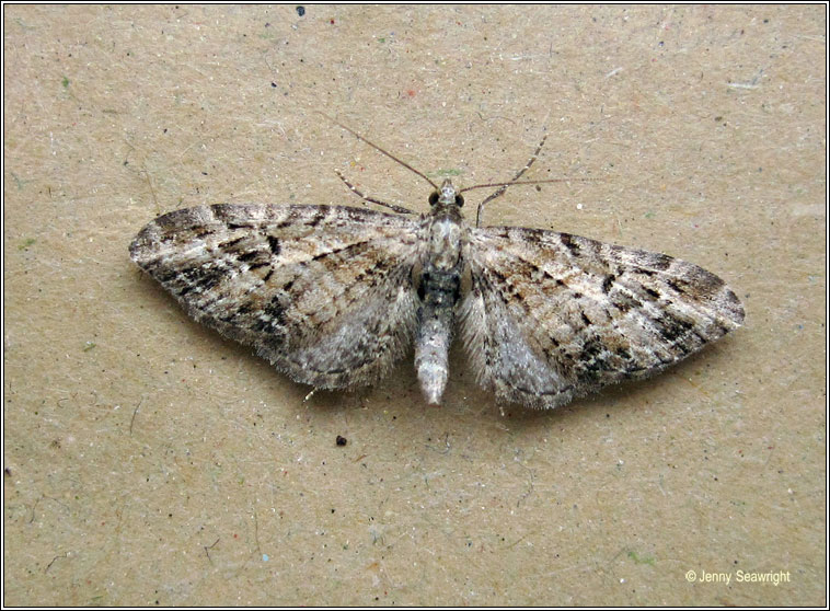 Mottled Pug, Eupithecia exiguata