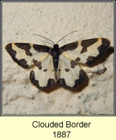Clouded Border, Lomaspilis marginata