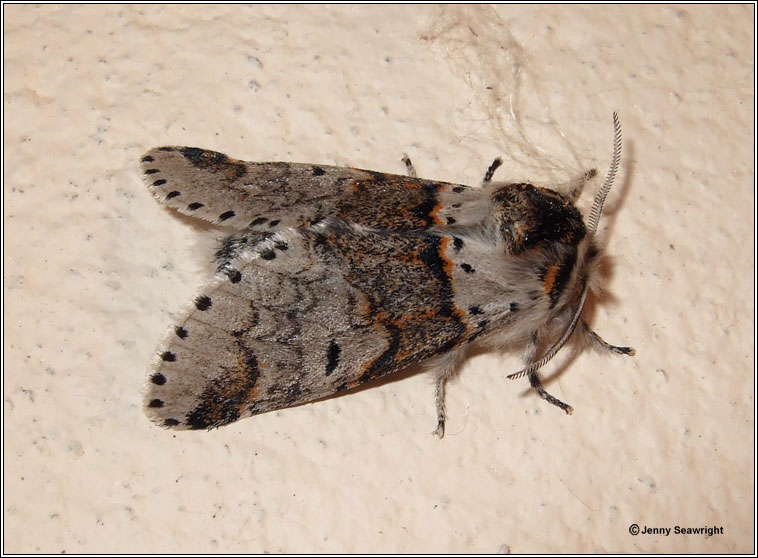 Sallow Kitten, Furcula furcula