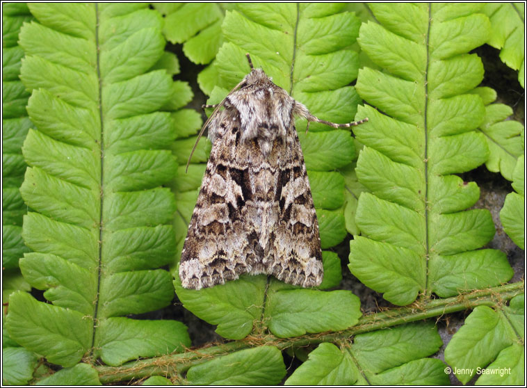 The Shears, Hada plebeja