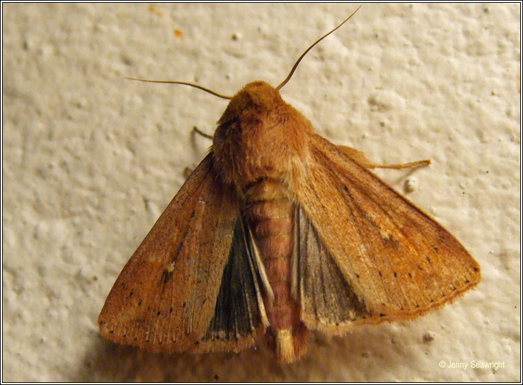 The Clay, Mythimna ferrago