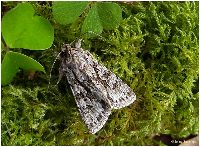 Early Grey, Xylocampa areola
