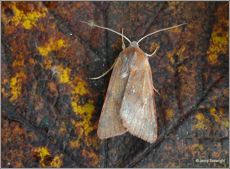 Flounced Chestnut, Agrochola helvola
