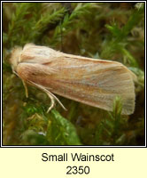 Small Wainscot, Chortodes pygmina