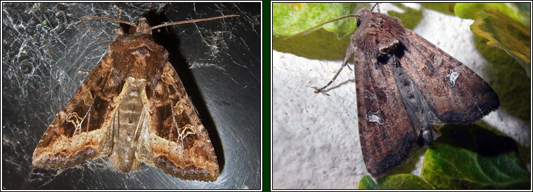 The Crescent, Celaena leucostigma